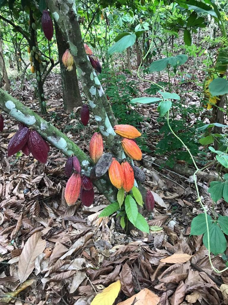 harmony farms cocoa