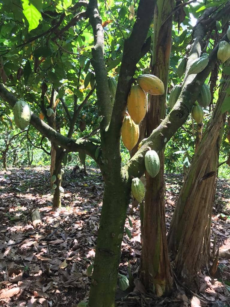 harmony farms cocoa